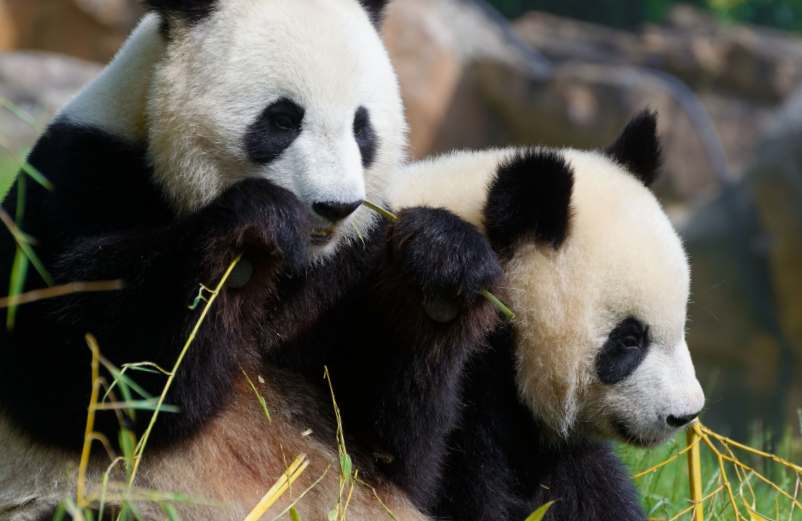 Combien de temps pour visiter le zoo de Beauval ?