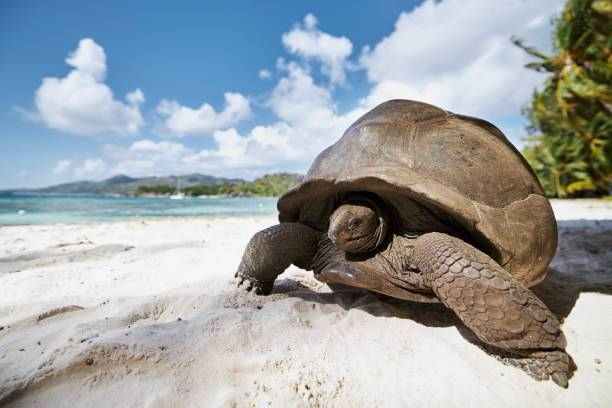 Tortues Aldabra Digue