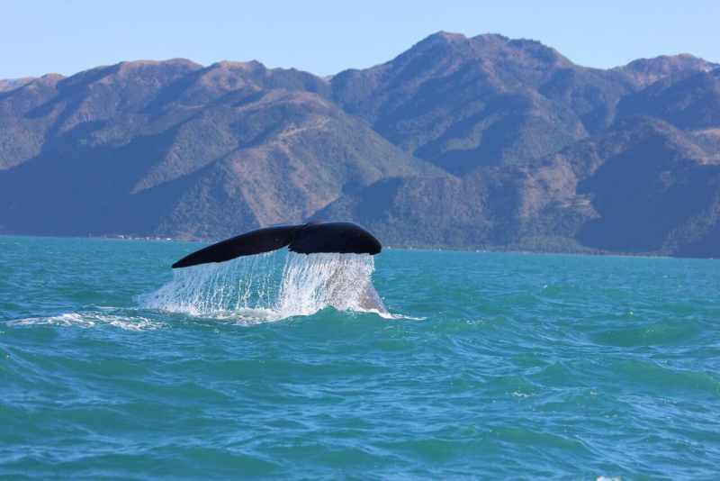 Kaikoura baleine