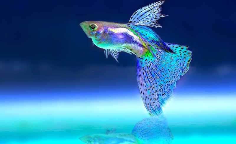 Découvrez l'Aquarium de Majorque : Une Aventure Marine Inoubliable