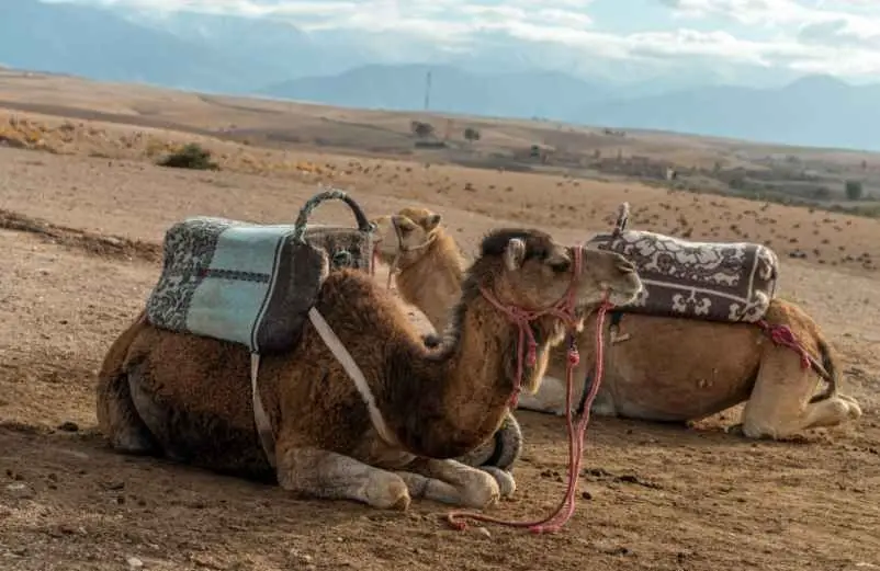Quels types de voyages sont les plus économiques au Maroc ? CAF-de-Nice Quels types de voyages sont les plus économiques au Maroc ? CAF-de-Nice