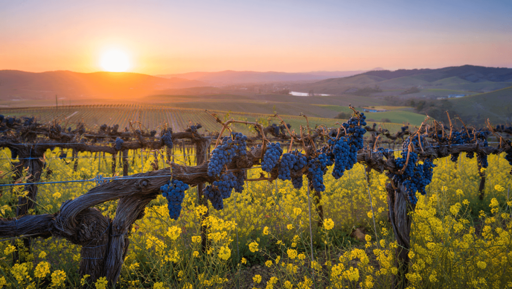 Limerick Lane Vineyards