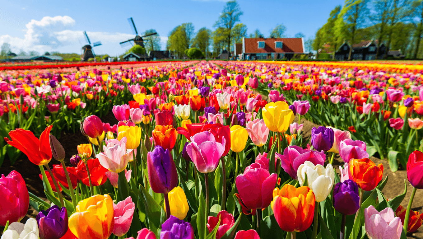 Où voir des champs de tulipes en Hollande