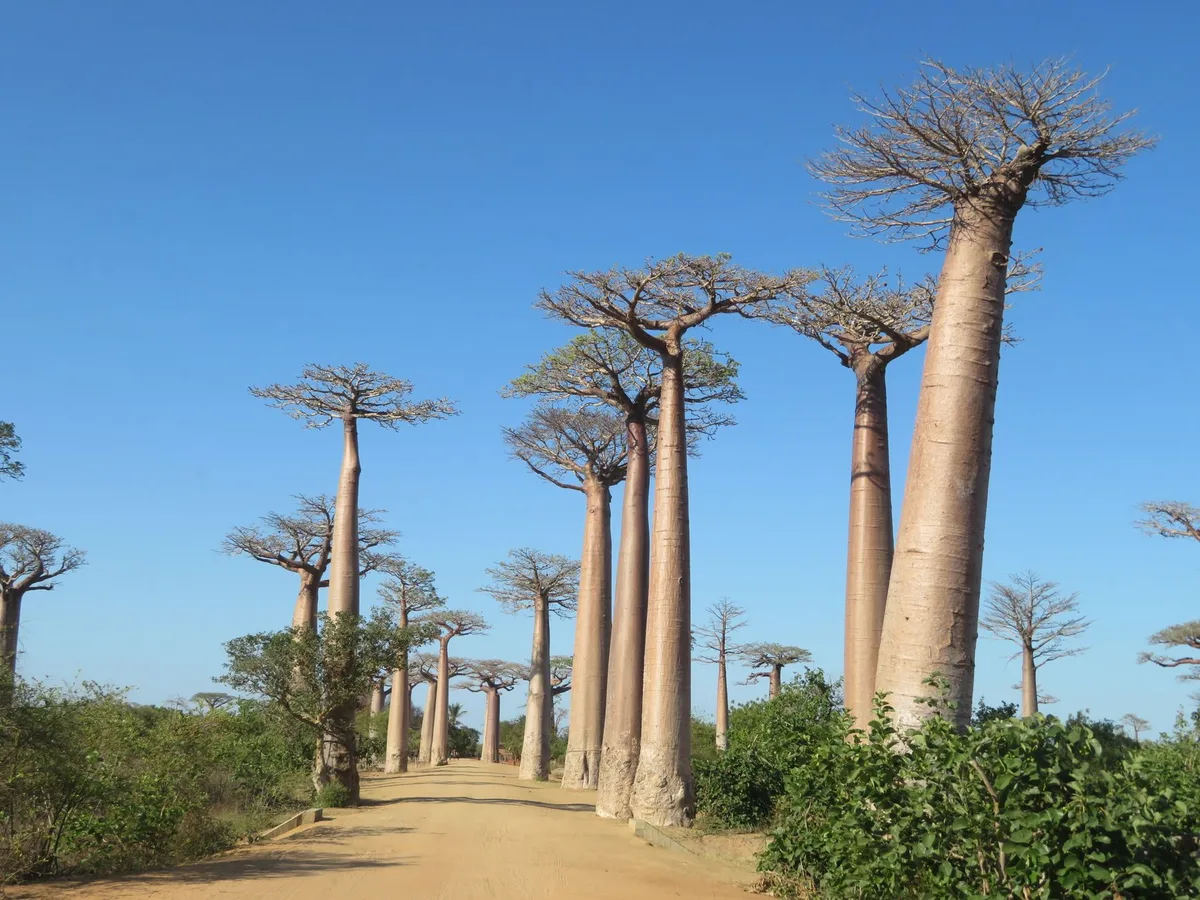 Allée de baobabs millénaires se dressant dans la lumière dorée