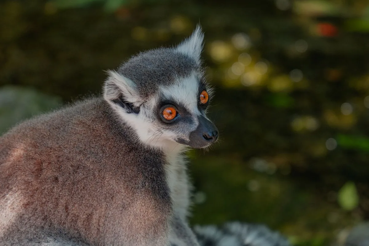 Lémur dans son habitat forestier naturel à Madagascar