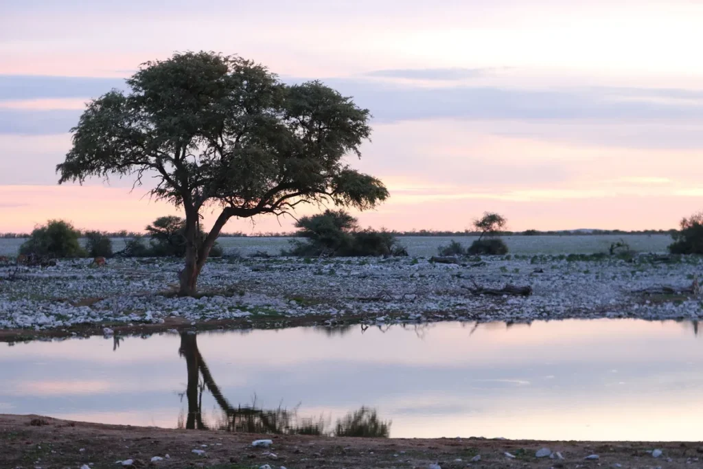 Silhouettes de baobabs géants au coucher de soleil dans un paysage aride africain