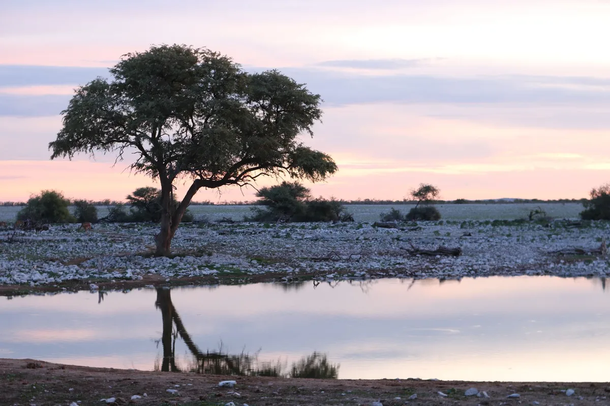 Silhouettes de baobabs géants au coucher de soleil dans un paysage aride africain