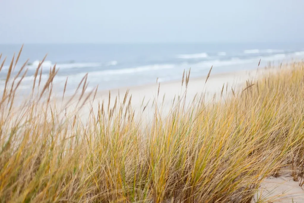 Plage de sable fin avec dunes côtières et promeneurs au coucher de soleil