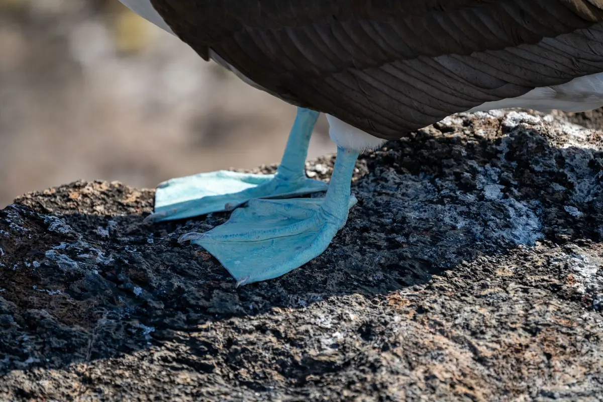 Oiseaux marins sur un rocher volcanique aux Galápagos, fous à pieds bleus et albatros