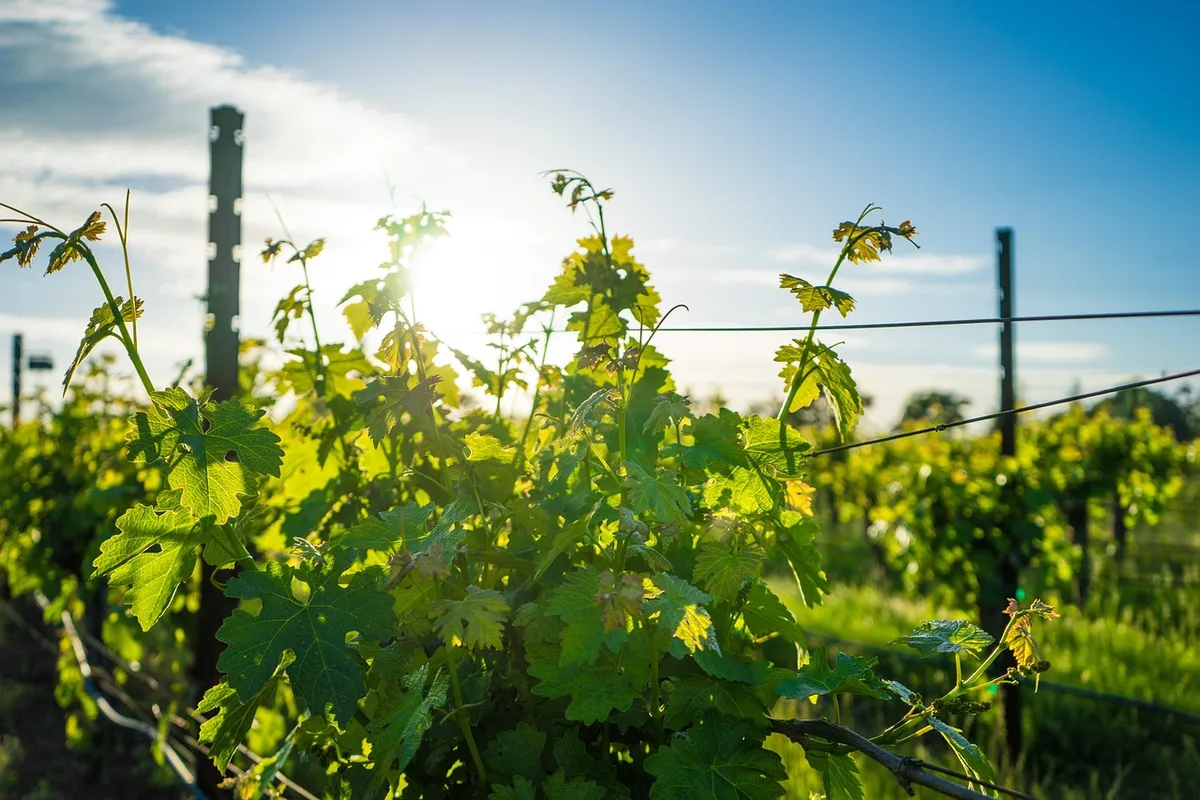 Personnes participant à une vendange et grape stomp dans un vignoble