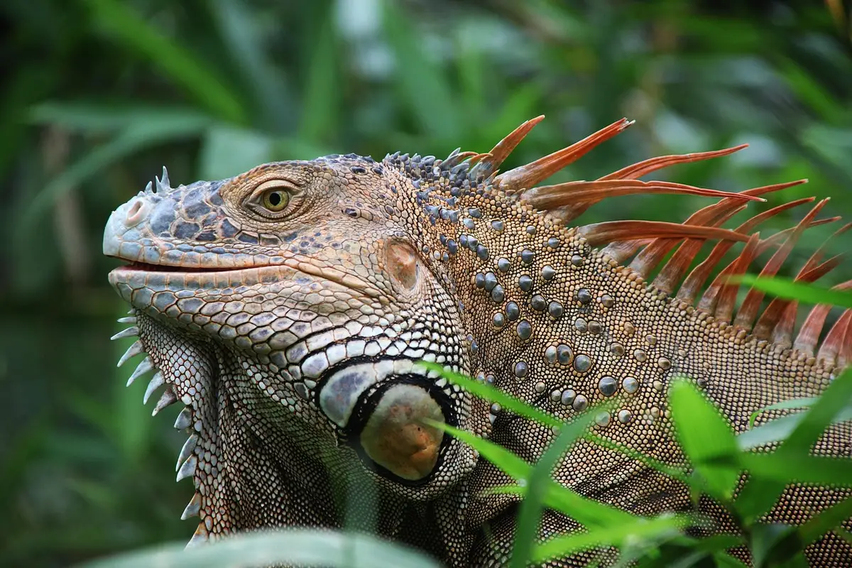 Randonneurs sur un sentier en forêt nuageuse au Costa Rica
