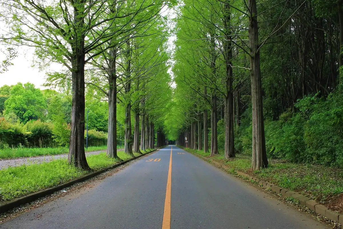 Route côtière ensoleillée avec vue sur la mer et palmiers depuis une voiture en mouvement