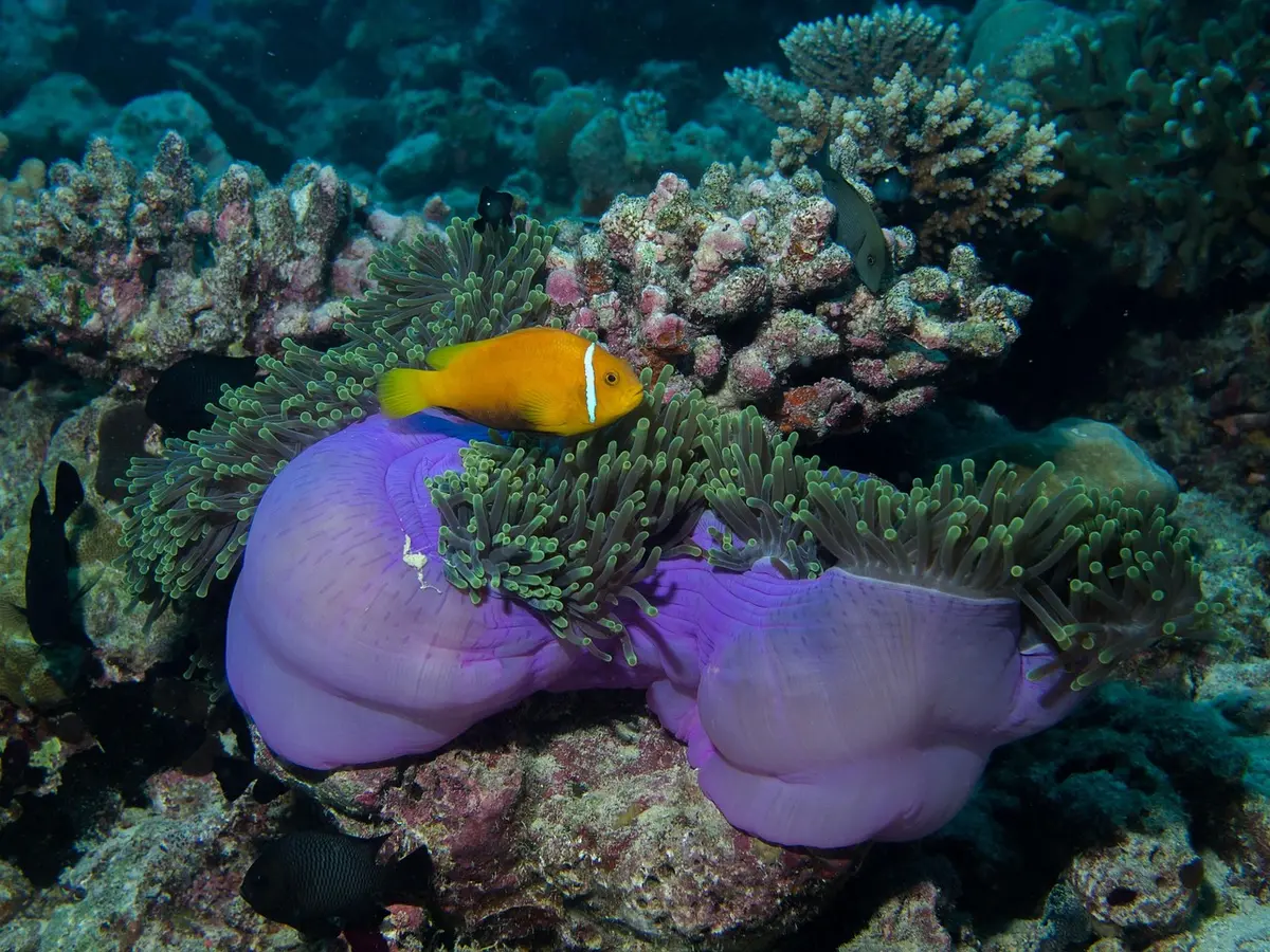 Épave peu profonde près d'un récif aux Bermudes
