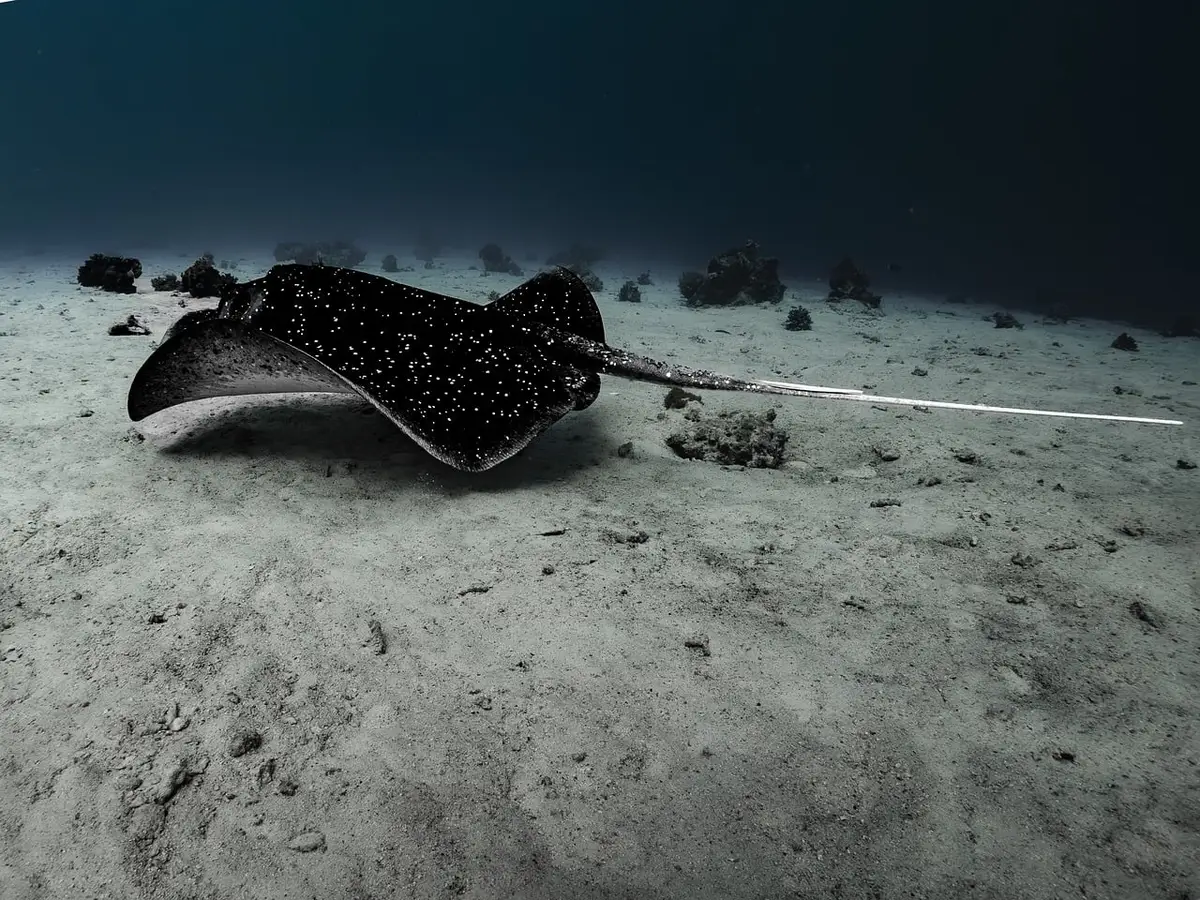 Bancs de poissons et tortue près d'un récif corallien