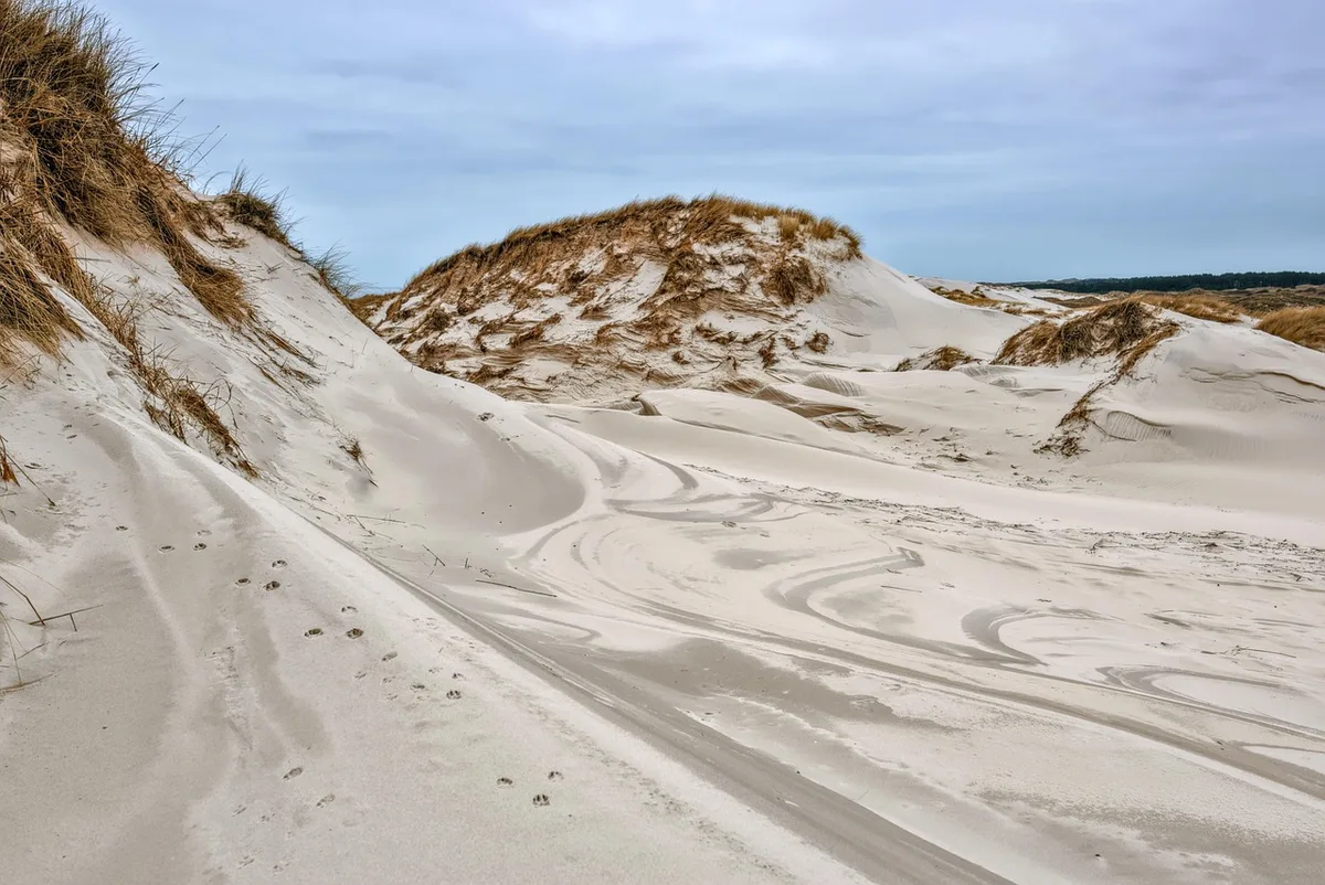 Dunes côtières avec colonie d'otaries et paysage sauvage