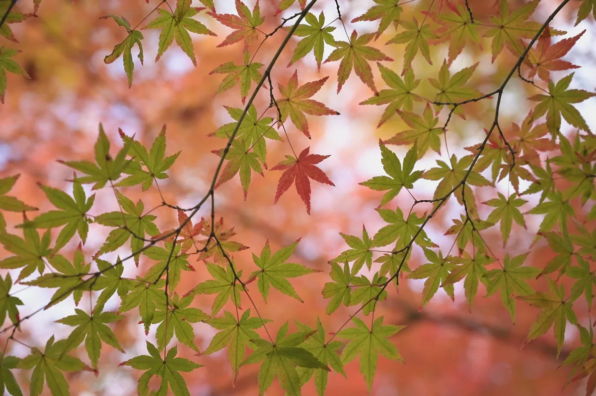 Allée bordée d'érables rouges devant un temple traditionnel de Kyoto en automne