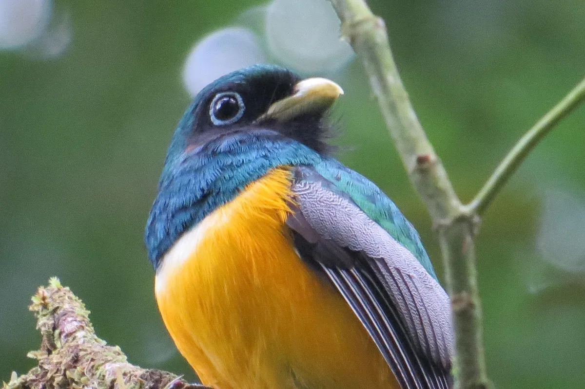 Sentier de forêt tropicale au Costa Rica près d'une rivière